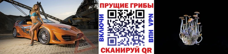 OMG tor  Нестеровская  Псилоцибиновые грибы GOLDEN TEACHER 